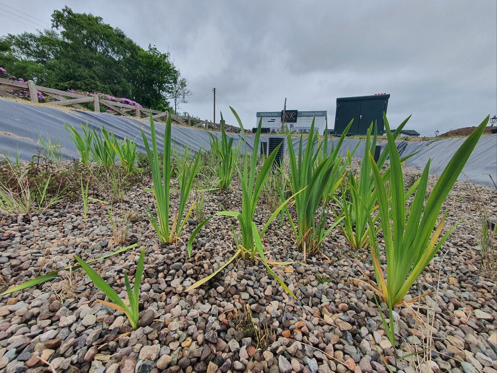 Maintaining our Nature Based Wastewater Treatment Solution